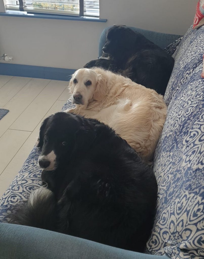 Our lovely Lemmy relaxes at home with his brothers after a hard days walking.