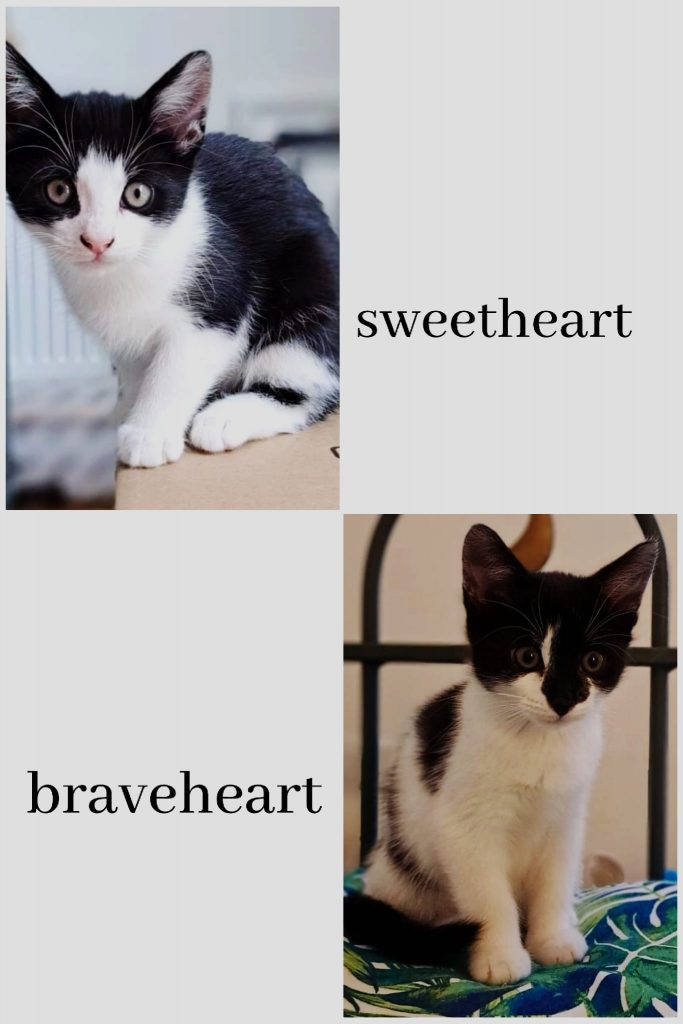 Braveheart & Sweetheart