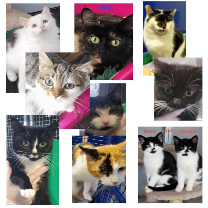 These are just a few of our cats looking homes