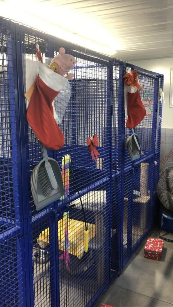Santa Paws arrived at the Cattery overnight!