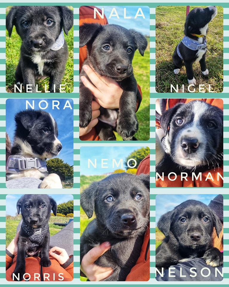 Nelson, Norman, Nigel, Nellie, Norris, Nora, Nala & Nemo