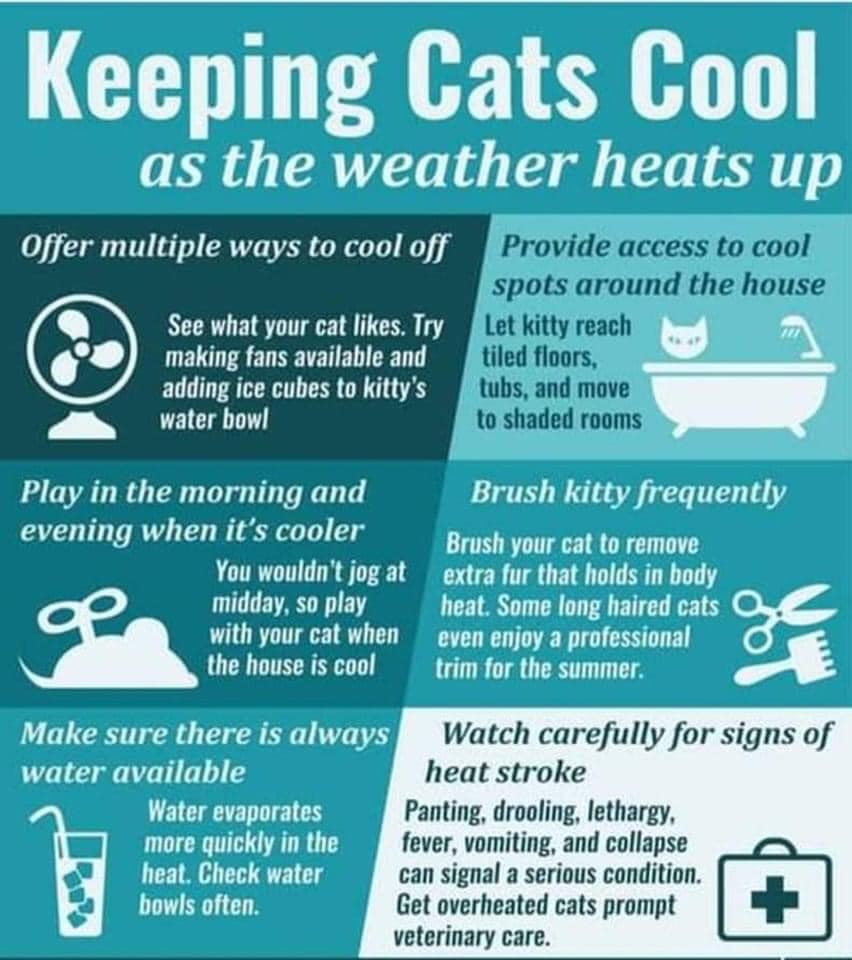 Keeping Cats Cool