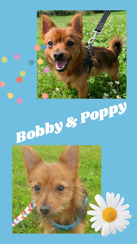 Bobby and Poppy