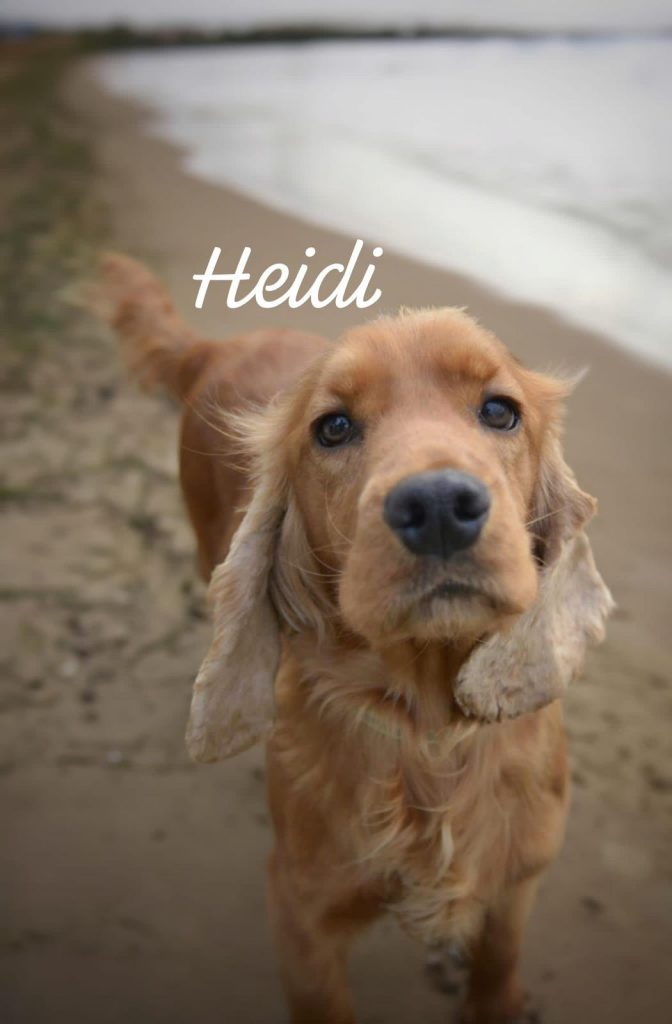 Meet Heidi