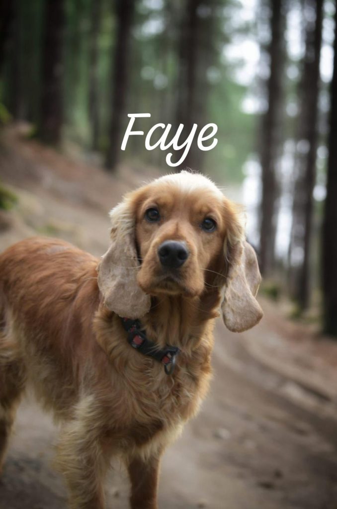 Meet Faye