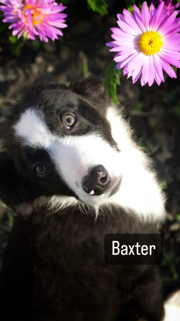 Meet Baxter