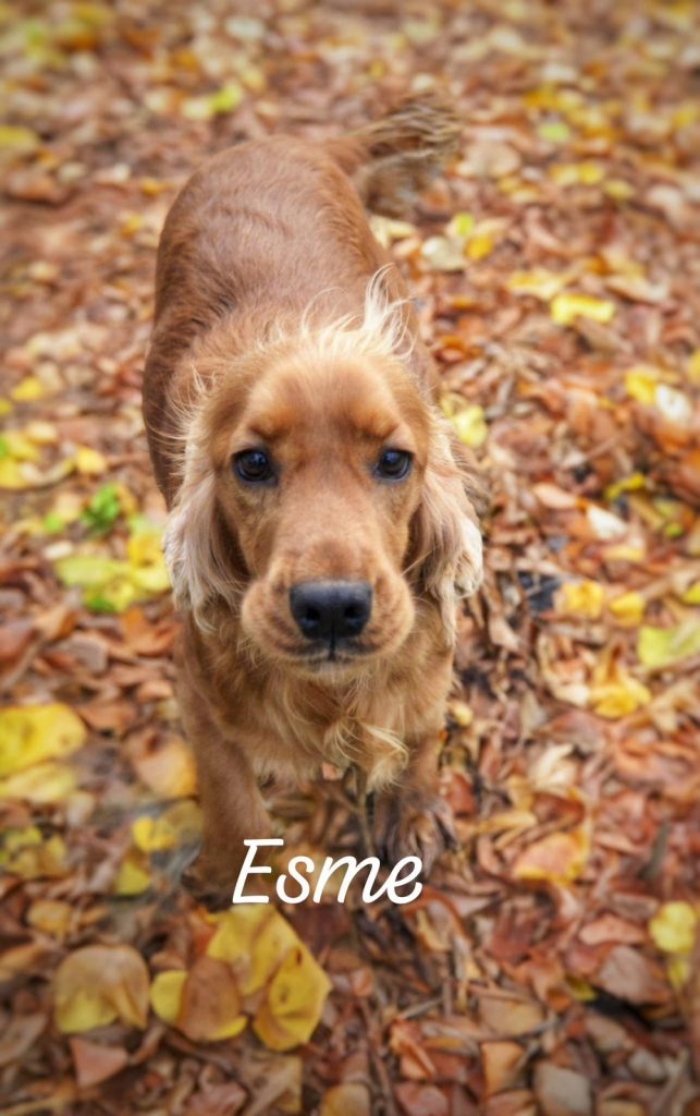 Meet Esme