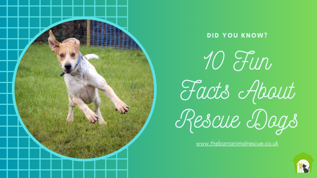 10 Fun Facts about Our Rescue Dogs