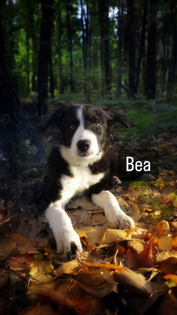 Meet Bea 